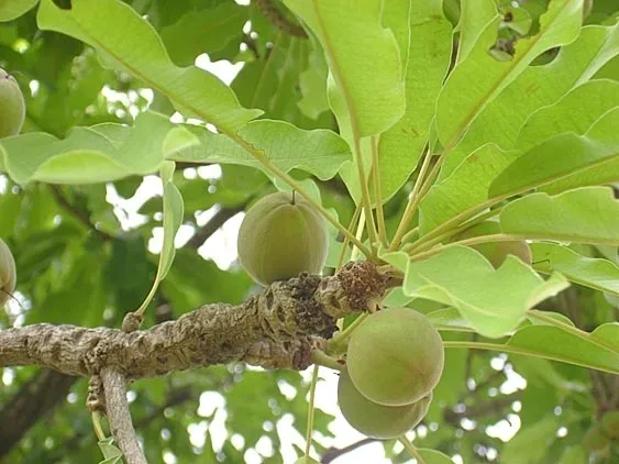 Shea nut on the tree Shea nut on the tree